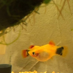 ミッキーマウスプラティ　稚魚