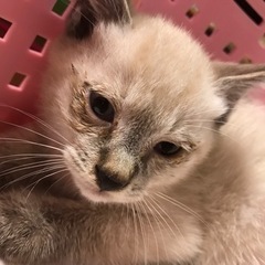 子猫　オス　シャム系