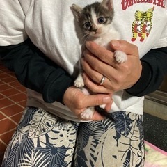 里親さん募集中です‼️元気な５兄妹です。
