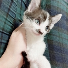 とても可愛いお顔の仔猫
