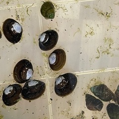 テナガエビ、ミニタニシ、川魚セットの画像