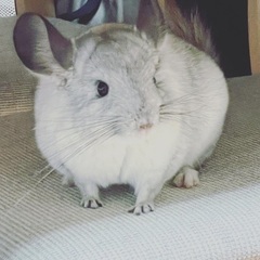 チンチラ♂そろそろ2歳