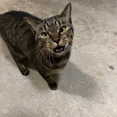 飼い主を探しています