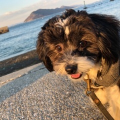 人懐っこい元気なMIX犬です✨