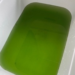 メダカ専用 育成を失敗しないグリーンウォーター(1L)
