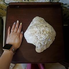 シェル 貝 海 雑貨 小物入れの画像