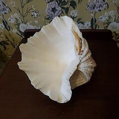シェル 貝 海 雑貨 小物入れの画像