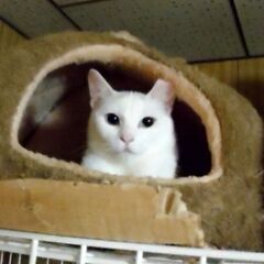 もうお外には戻らニャい【ホワイト女の子ブルーアイ・さくらちゃん】保護猫