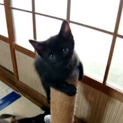 やんのかステップ連発中【ブラック男の子】妊娠した野良猫を保護→出産