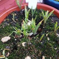 ムスカリの球根（お一人様3球まで）