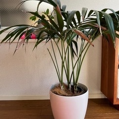 ケンチャヤシ　観葉植物　グリーンの画像