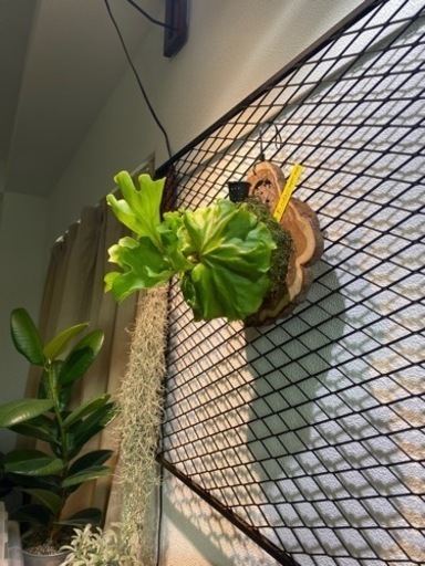 【板付ビカクシダ】Platycerium ridleyi super wide 中株