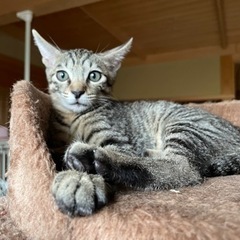 キジトラ(オス)  生後5ヶ月  子猫  里親募集