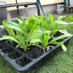 野菜ポット苗15株　「茎レタス」又は「ステムレタス」と呼ばれてい...