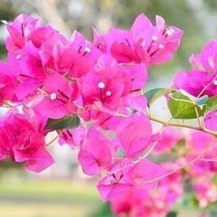 冬に強い品種！挿し木用の元気な沖縄ブーゲンビリアの枝  1本　ピンクの画像