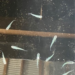 ９月末までドンドン安くしちゃえセール‼️ - ペット