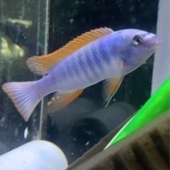 アフリカンシクリッド  Labeotropheus trewav...