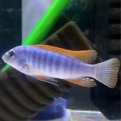 アフリカンシクリッド  Labeotropheus trewavasae Red Top Thumbi 7-8㎝ドイツ産F1の画像