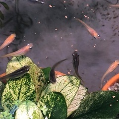 メダカ稚魚10匹ほど