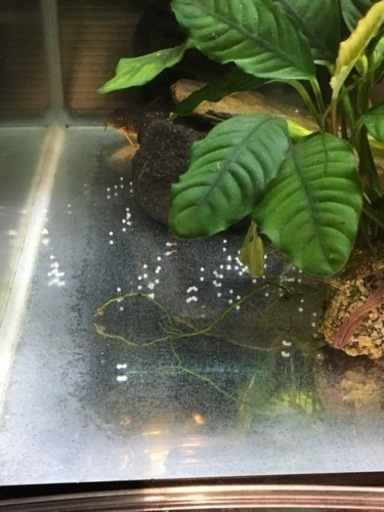 水槽関連　コリドラス　ステルバイ種親3匹セット