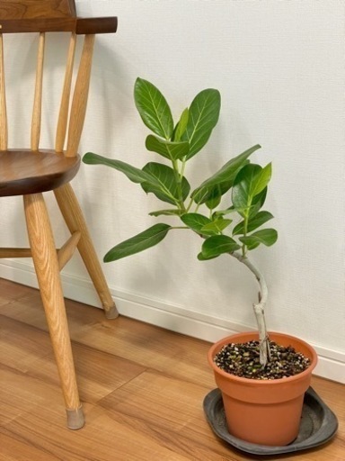 観葉植物　フィカスベンガレンシス① ゴムの木　50センチ
