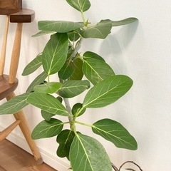 観葉植物　フィカスベンガレンシス② ゴムの木　70センチの画像