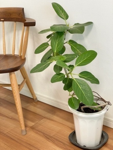 観葉植物　フィカスベンガレンシス② ゴムの木　70センチ