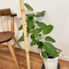 観葉植物　フィカスベンガレンシス② ゴムの木　70センチの画像