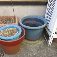 植木鉢貰ってください