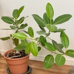 観葉植物　フィカスベンガレンシス③ ゴムの木　55センチ
