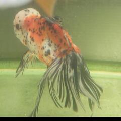 観賞魚 金魚  関東東錦