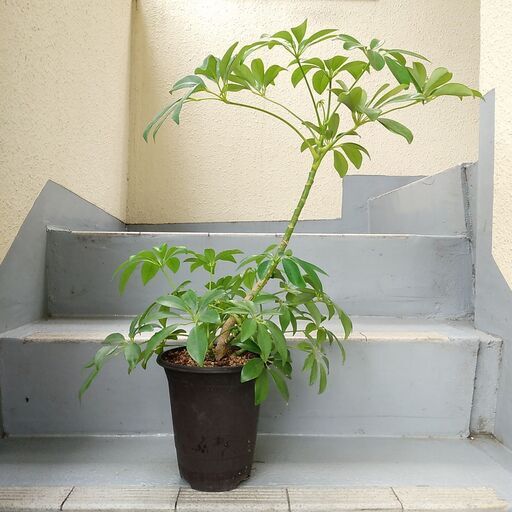 観葉植物　シェフレア　カポック