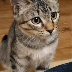 (里親決まりました)　キジトラ子猫里親募集！