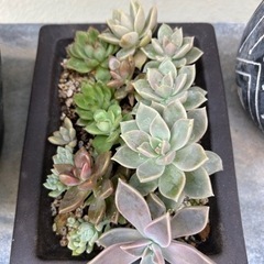 多肉植物　鉢のままお渡ししますの画像