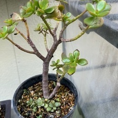 多肉植物　鉢のままお渡ししますの画像