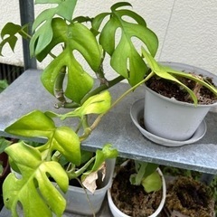 多肉植物　鉢のままお渡ししますの画像