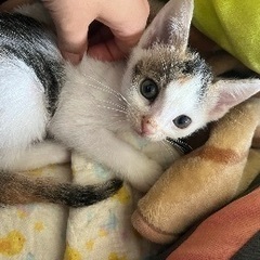 猫の預りボランティア をしております。