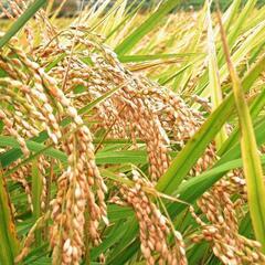 🌾今季完売御礼🌾R５新米コシヒカリ玄米30Kg🌾