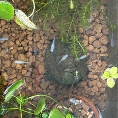 青メダカ10匹の画像