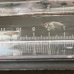 【メダカ】ホワイトパール ダルマ ショート 4匹 アクアリウムの画像