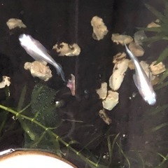 【メダカ】ホワイトパール ダルマ ショート 4匹 アクアリウムの画像