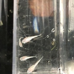 【メダカ】ホワイトパール ダルマ ショート 4匹 アクアリウムの画像