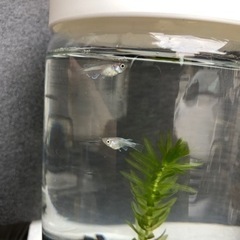 【メダカ】ホワイトパール ダルマ ショート 4匹 アクアリウムの画像