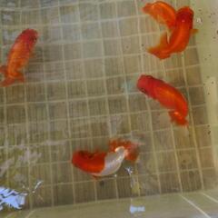 金魚　宇野系らんちゅう　ランチュウの画像