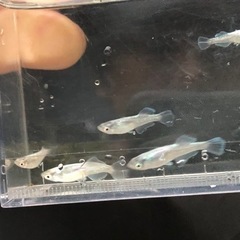 【メダカ】ブルーファイヤー 5匹