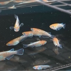 #4御器所メダカ(無人販売)営業日のお知らせ