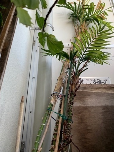 多分シュロの木　観葉植物