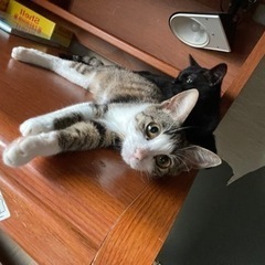 メス猫