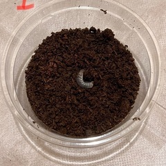 カブトムシの幼虫