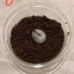 カブトムシの幼虫2